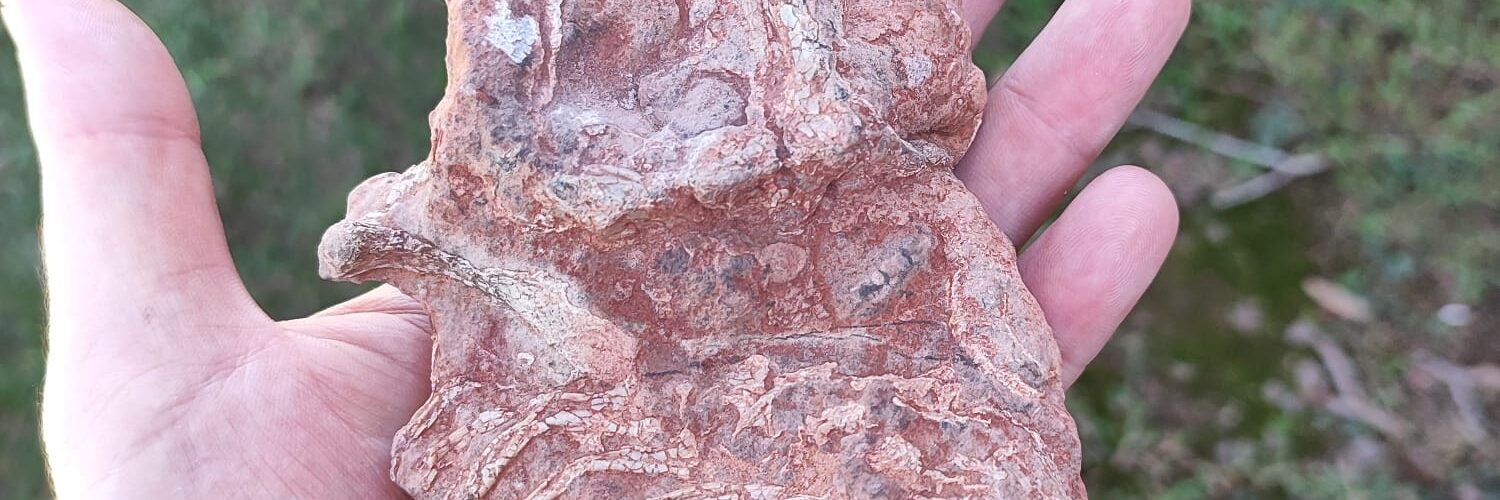 26710195925042024_Fossil_de_Cinodonte1_Credito_Felipe_Lima_Pinheiro__1_